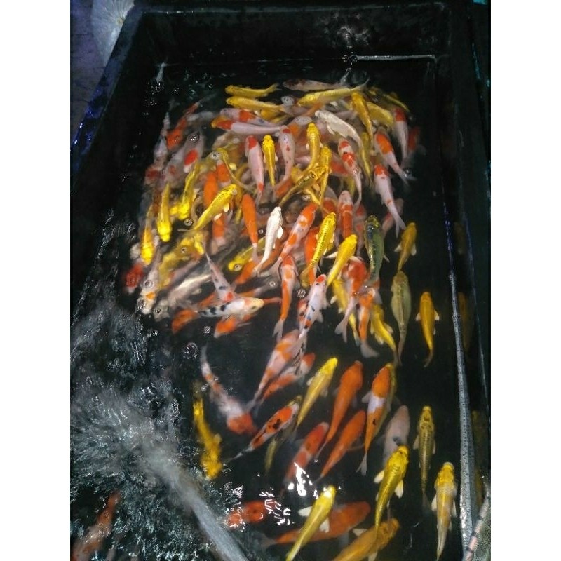 Paket 10 Ekor Bibit Ikan Koi + Makan an ikan Koi  Ekor Kohaku Sanke Showa Tancho