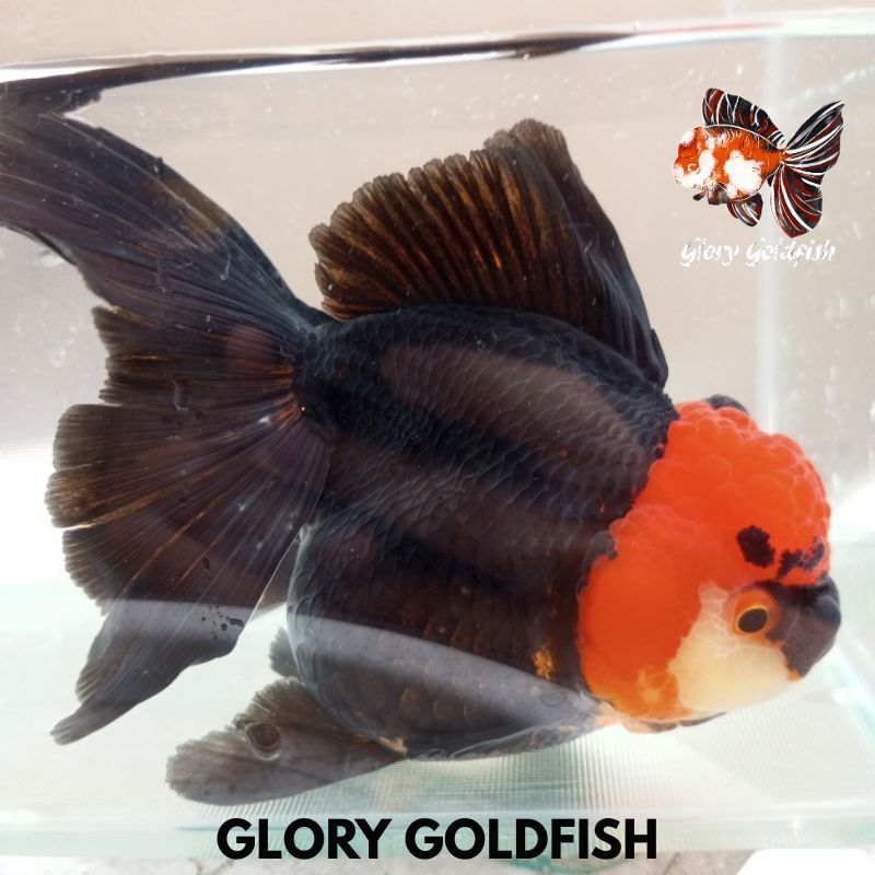 TOP Ikan Mas Koki Oranda Tancho Tanco 3c HIGH QUALITY / Ikan Koki Oranda Tancho Tanco / Ikan Koki Ta