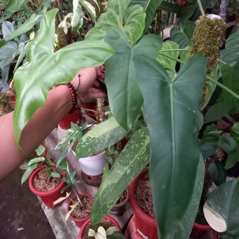 Tanaman Hias Phliodendron Williamsi