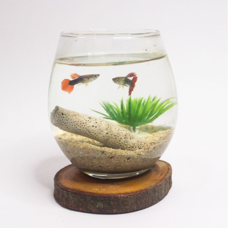 [BEST SELLER} TERMURAH VAS IKAN KECIL BULAT KACA TEBAL Aesthetic Minimalis TUSKANI (1 PAKET) | Aquar