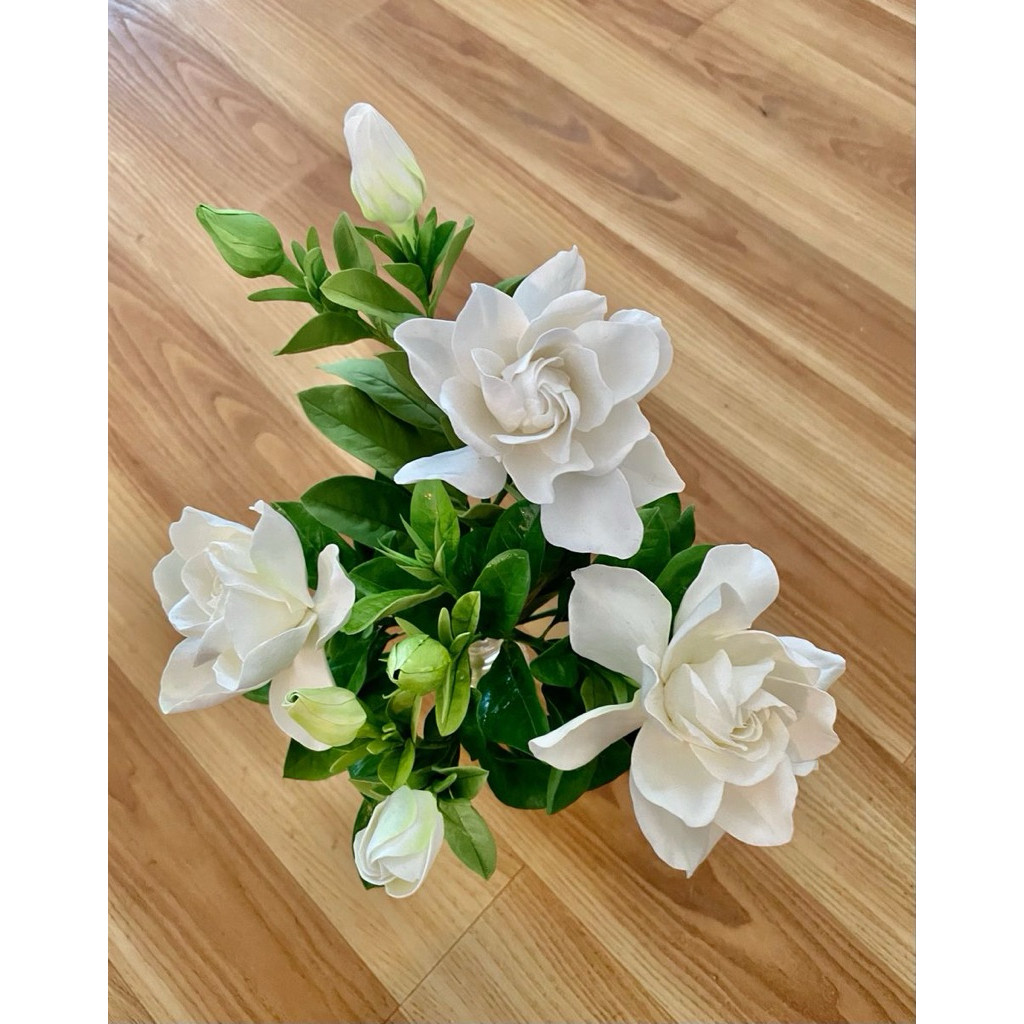 tanaman hias melati telur bunga tumpuk - melati telur - bunga melati