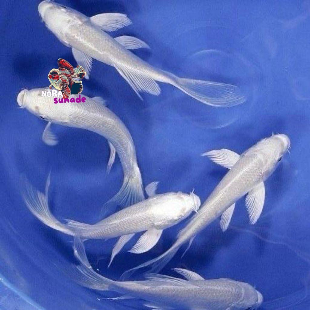 [BONUS PAKAN] PAKET ISI 4 Ekor Koi Platinum Slayer Putih Salju Size 9-12cm