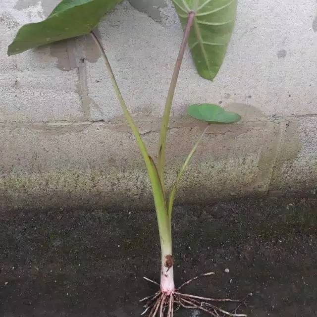 TALAS BOGOR BIBIT Talas khas bogor umbi