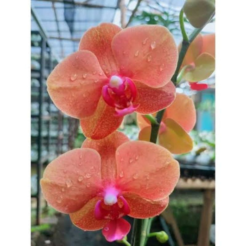 ( BISA COD ) PROMO Anggrek Bulan Bunga Oren JUMBO PASCA BUNGA / Tanaman Hias Anggrek Bulan PREMIUM B