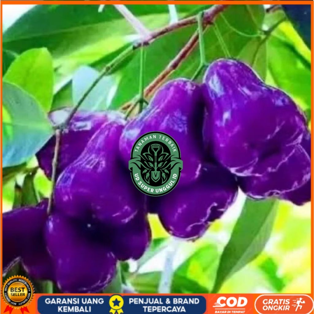 Bibit Jambu Citra Ungu Hasil Okulasi | Jambu Air Ungu UD_SUPER_UNGGUL_ID