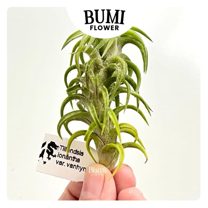 Tillandsia ionantha var. vanhyningii - BUMI AIR PLANTS Tanaman Udara Orchids