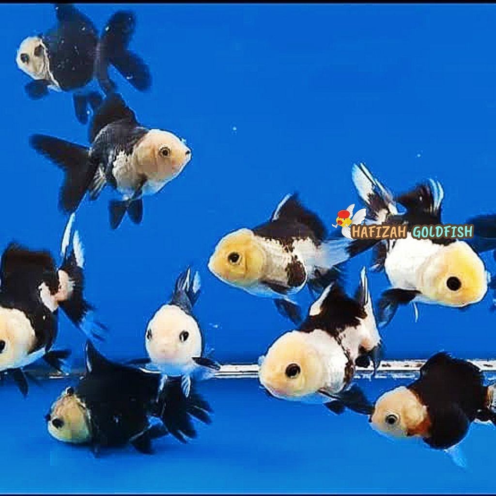 paket ISI 3 mas koki oranda panda 7-8 cm tricolor penghias aquarium cantiknye
