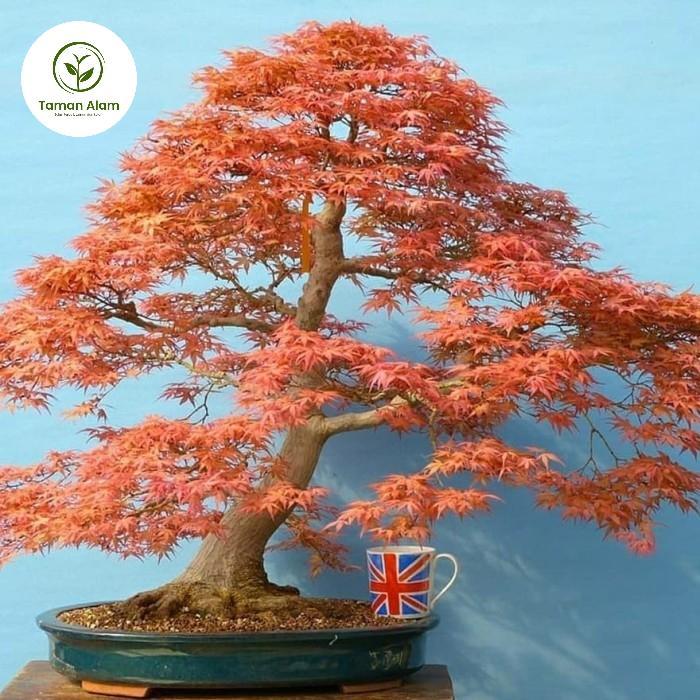 Bahan bonsai American red maple original - USA maple