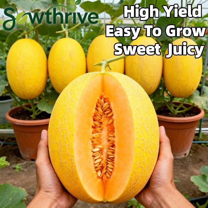 Biji Benih Buah Melon Hami Bibit Unggul Melon Manis Isi 30 Biji | Golden Yellow Hami Melon Seeds Swe