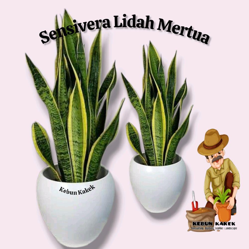 Sensivera Lidah Mertua / Tanaman Sensivera / Tanaman Hias Hidup Sensivera Lidah Mertua Bibit