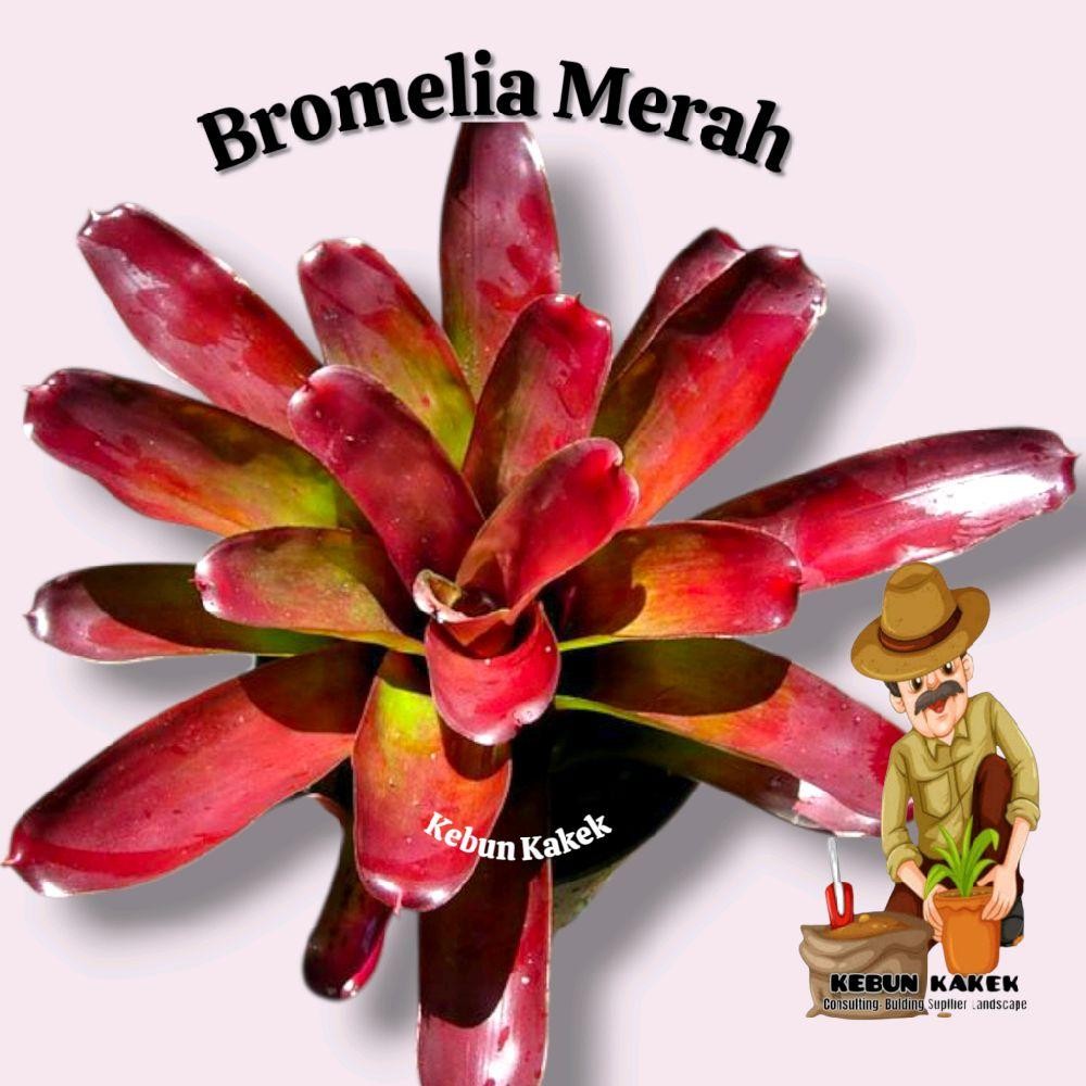 Bromelia Merah / Tanaman Hias Bromelia Merah / Tanaman Hidup Bromelia Merah