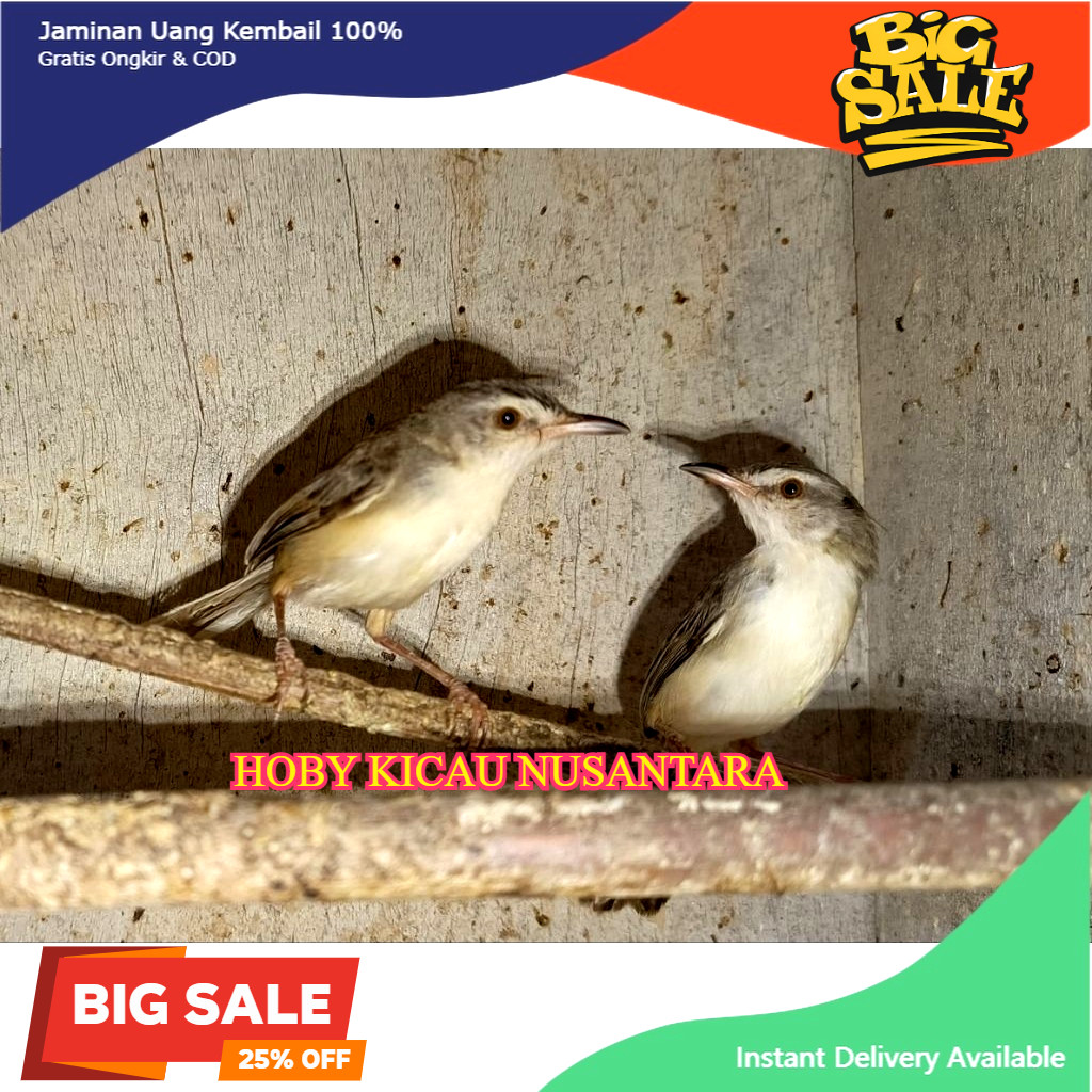 BURUNG CIBLEK SAWAH SEPASANG ciwah