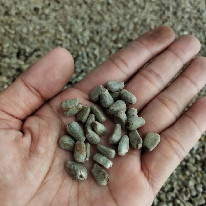 PROMO  Bibit Biji Bunga Spora Porang