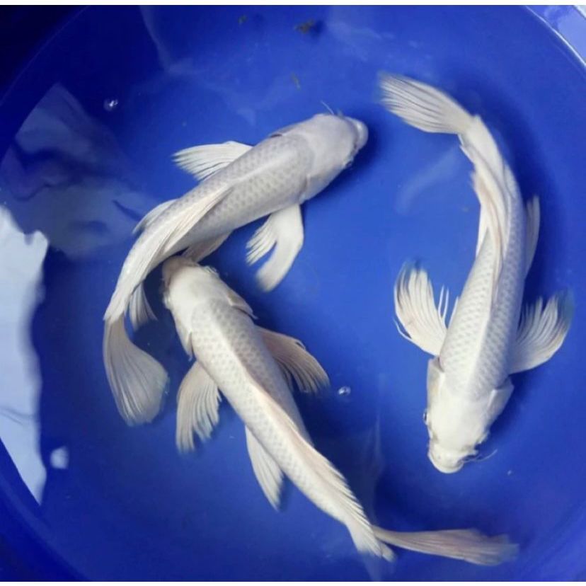 BIBIT KOI PLATINUM GRADE A SIZE 13-16 CM