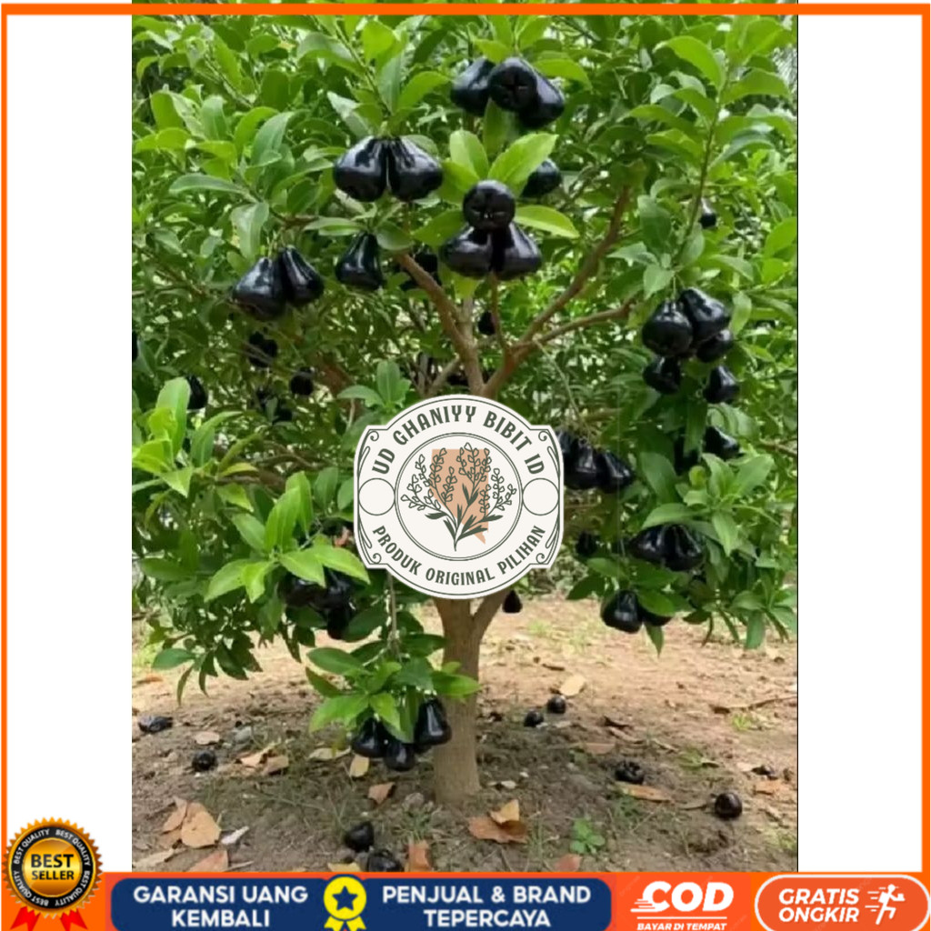 Bibit jambu air black guava//bibit jambu air hitam siap berbuah UD GHANIYY BIBIT ID