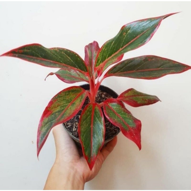 Tanaman Aglonema Lipstic Merah Daun Hijau Rimbun