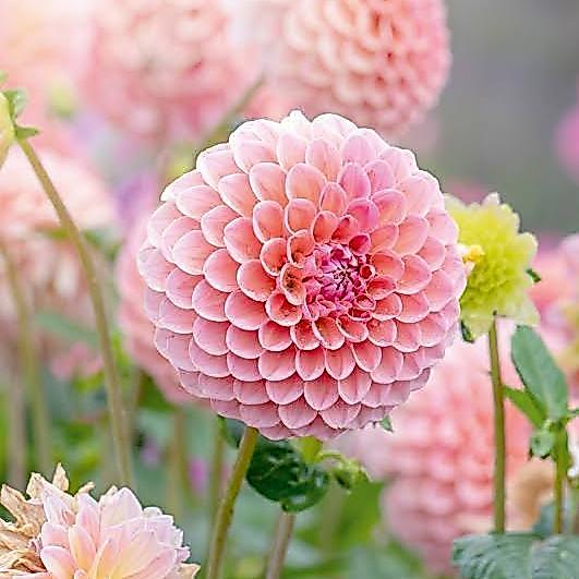 NEW Benih Bunga Dahlia Unwins Dwarf Mix Bunga Musim Panas