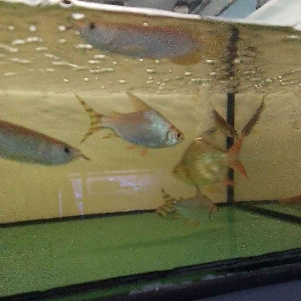 YFF YELLOW FEIFENG
