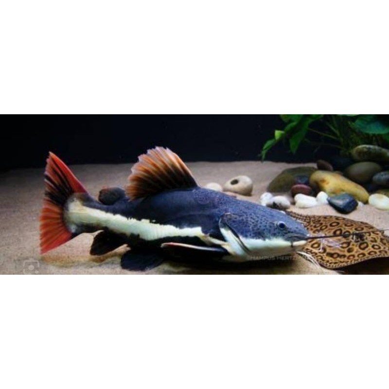 Ikan RTC 5 cm | Redtail Catfish | Bibit Ikan RTC Jawa Timur
