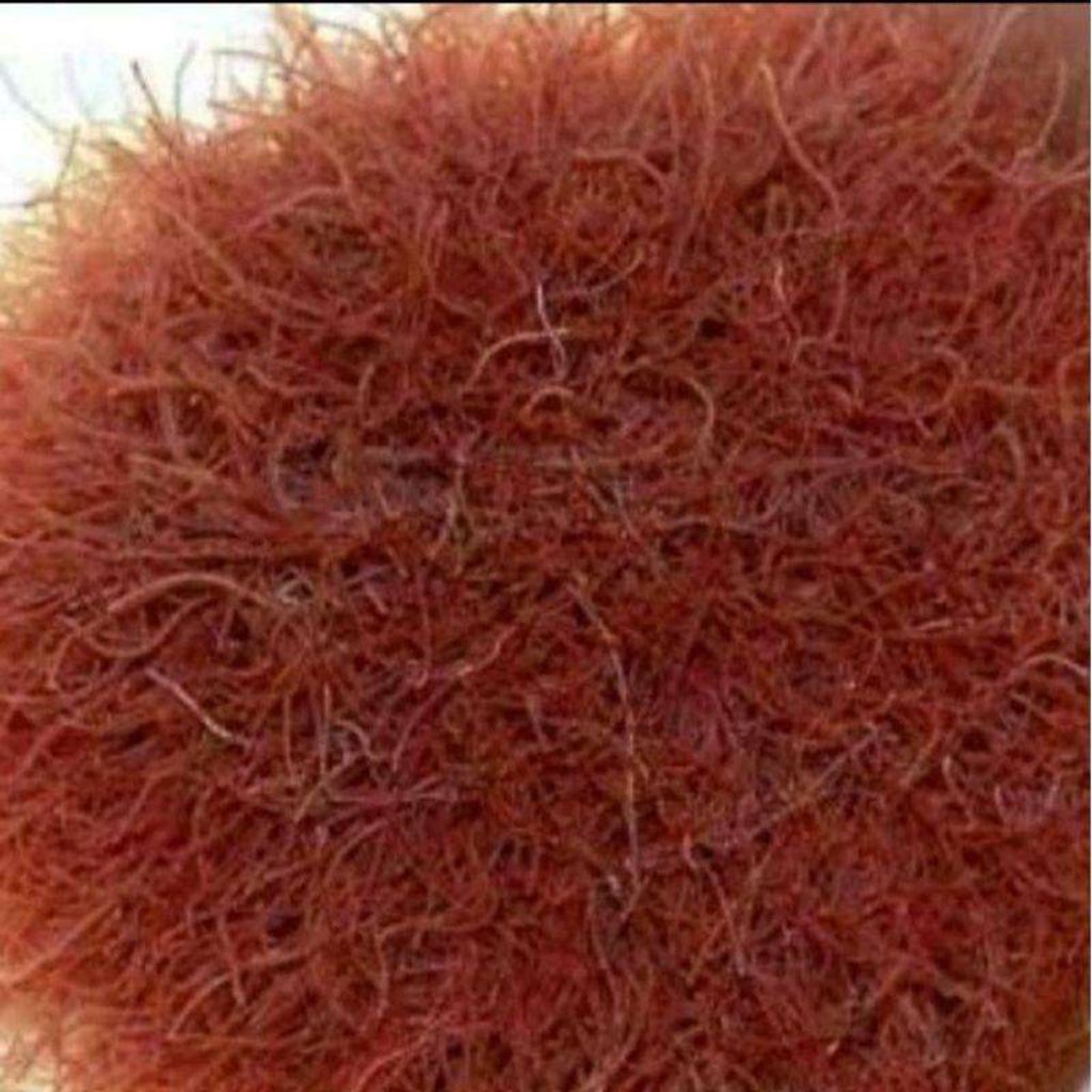 pakan ikan cupang hias cacing sutra