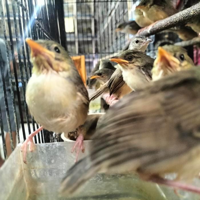 Cappybarashop Burung cigun anakan atau ciblek gunung anakan jantan
