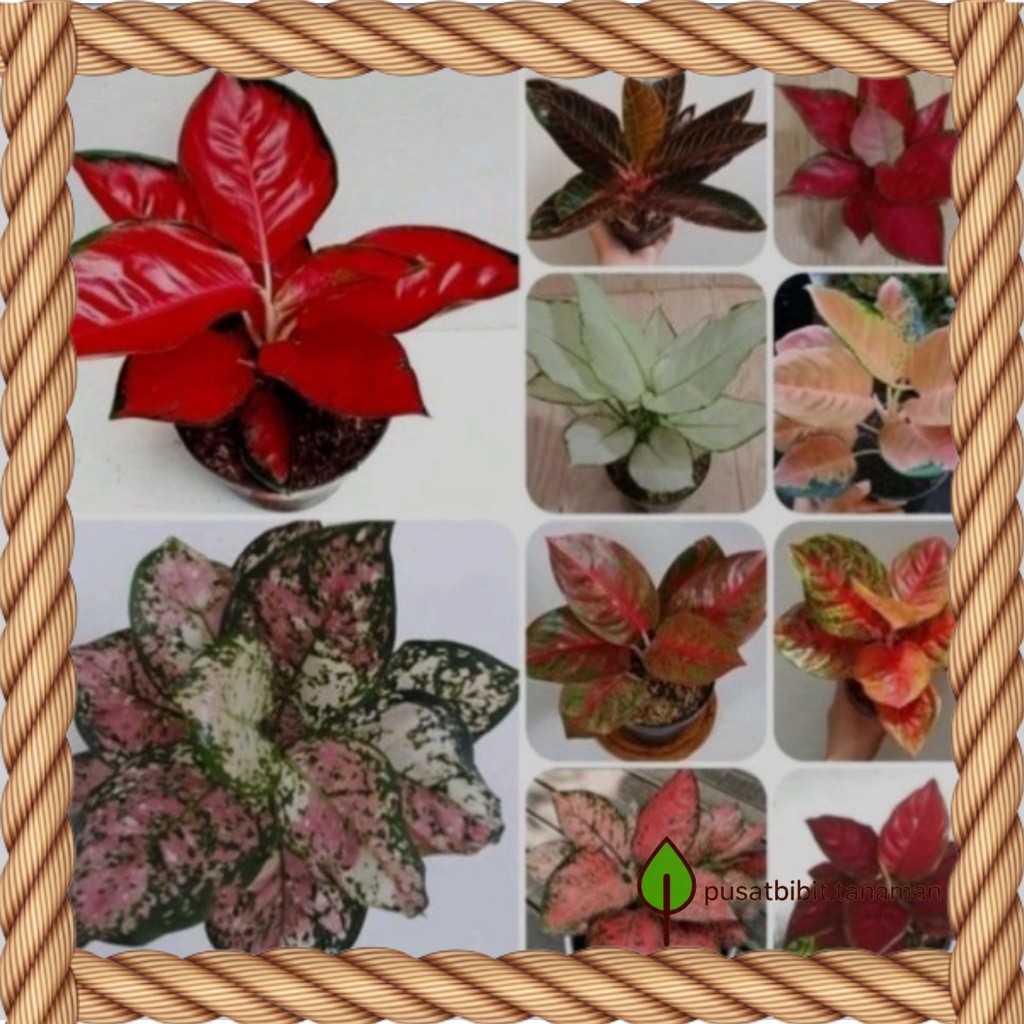 Paket 10 bibit bonggol aglonema siap bertunas/benih bonggol aglonema