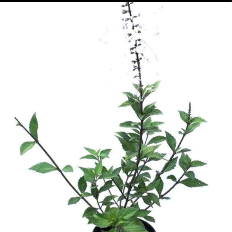 Berkahherbal  Bibit Benih Stek Tanaman Daun Kumis Kucing