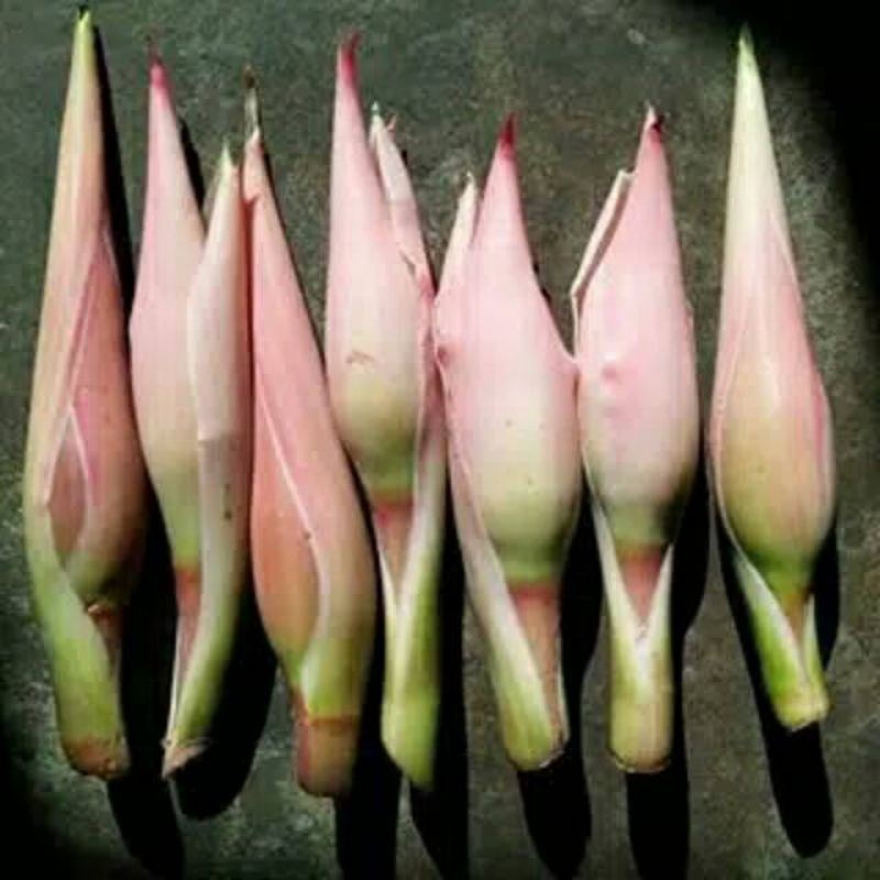 

Bunga kuncup kecombrang segar Bunga honje segar per satu buah