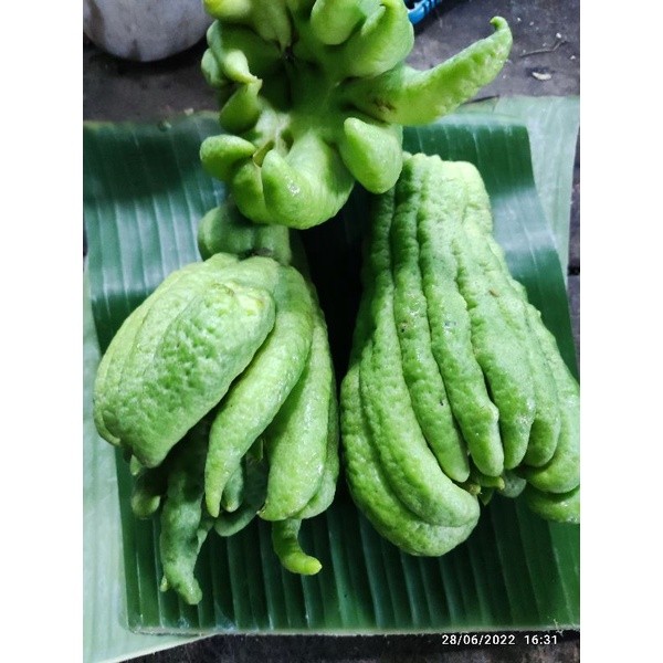 Jeruk Kuku Harimau Kuku Macan Segar