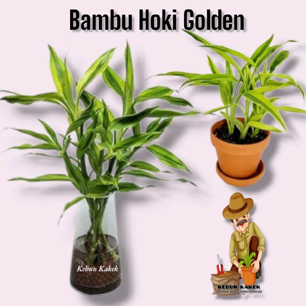 Tanaman Hias Hidup Bambu Hoki / Bambu Hoki Air / Tanaman Hias Lucky Hoki