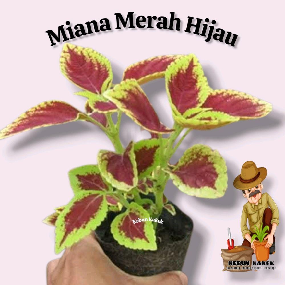 Tanaman Hias Miana Merah Hijau / Tanaman Hias Miana / Daun Miana / Pohon Miana Bibit