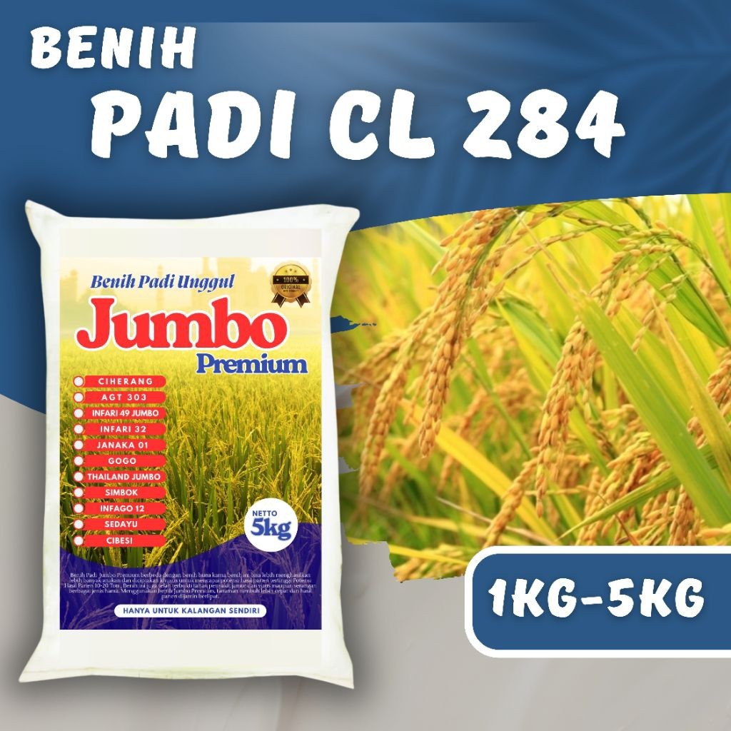 BENIH PADI UNGGUL CL 284 PREMIUM padi Unggul Cl 284 Kemasan 1kg - 5kg Berkualitas Super