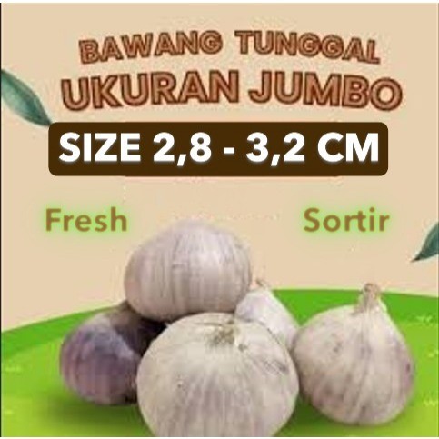 Bawang Putih Tunggal Lanang Kualitas Super Fresh Ukuran JUMBO, BESAR, SEDANG, DAN KECIL