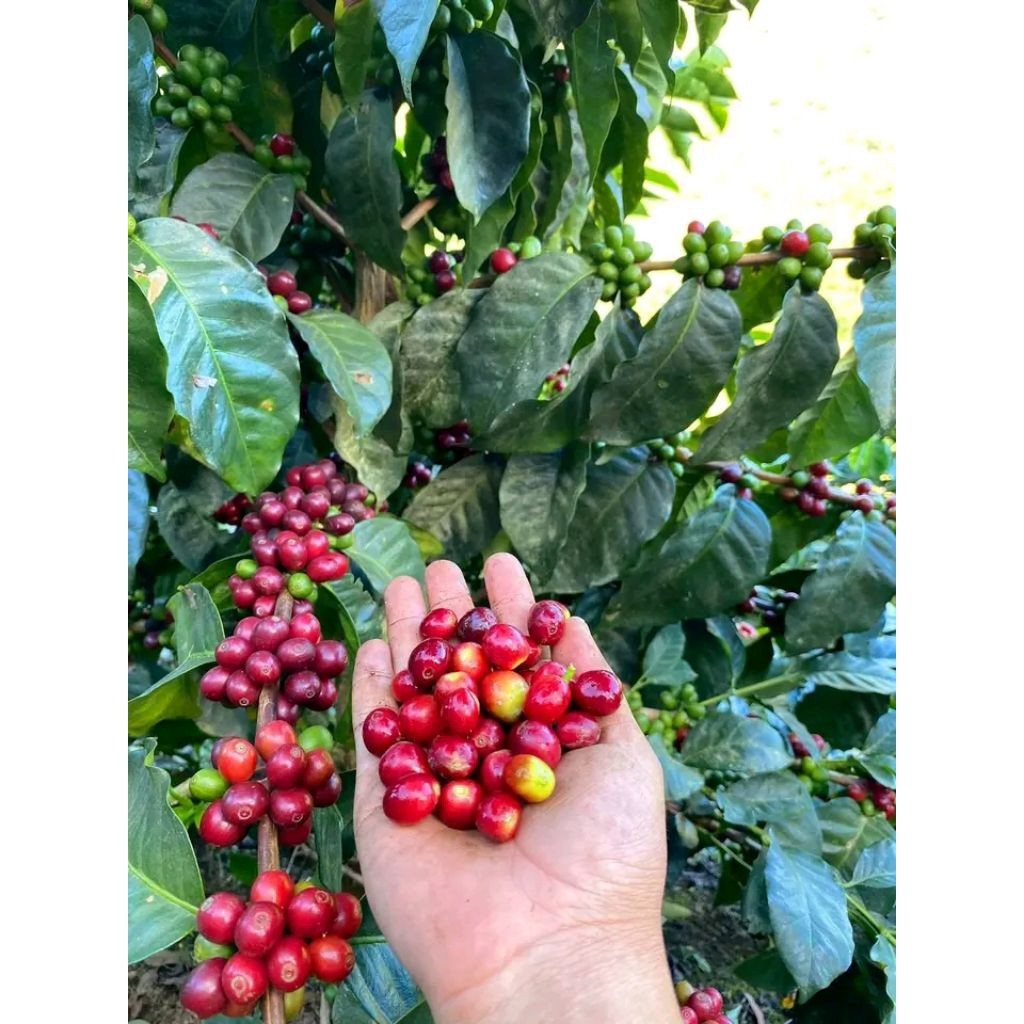 Termurah Bibit Kopi Arabika Gayo Aceh cabutan Siap Tanam/1pcs