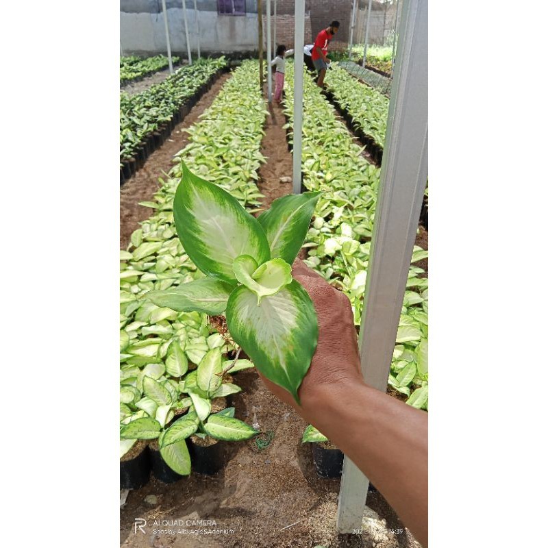 Aglaonema Diven harmoni