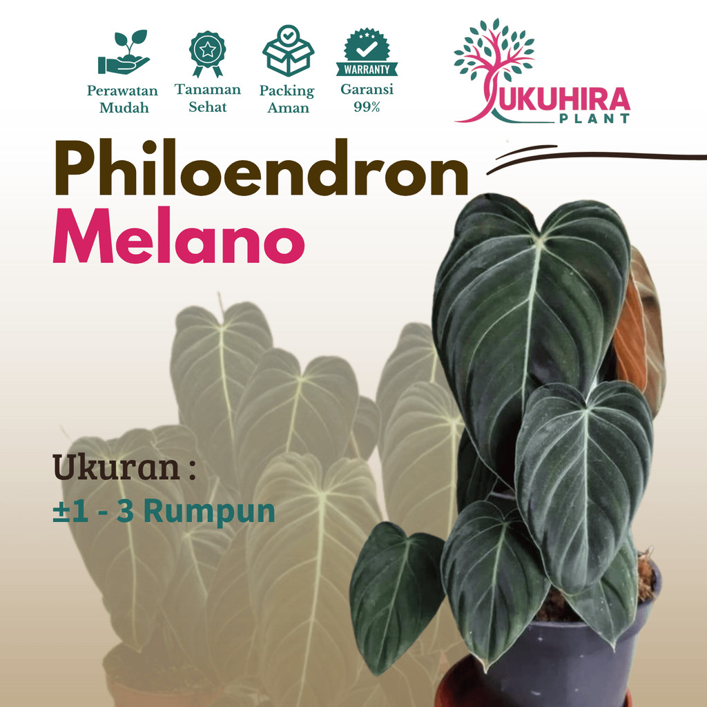 tanaman hias melano - philodendron melano