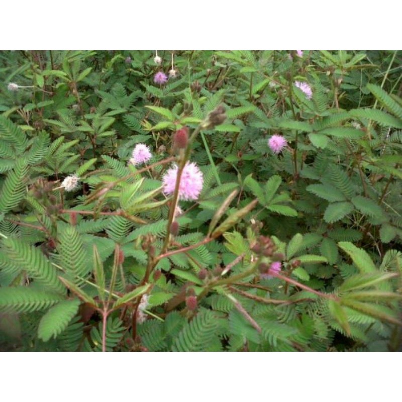 1 Kg Daun Putri Malu Segar / Rumput Putri Malu / Bunga Putri Malu