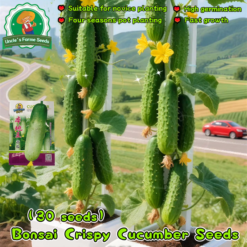 100% Authentic 30pcs Full Seasons Crispy Cucumber Seeds for Planting Vegetables Plants High Yield Cu