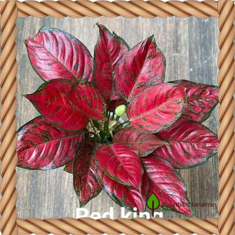 Bibit bonggol Aglonema Red king bibit aglonema murah