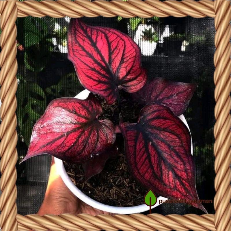 Tanaman hias caladium Keladi Red Kujang bibit Bonggol