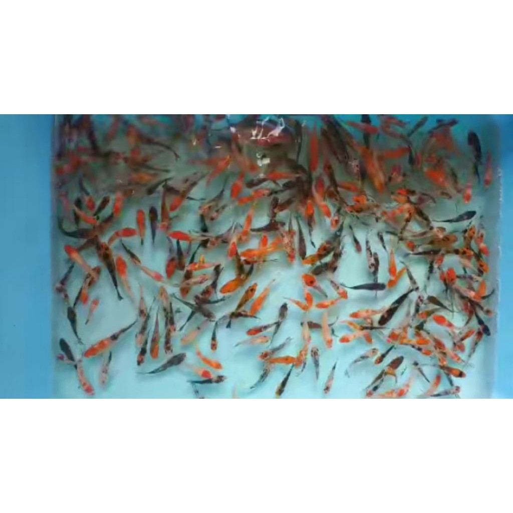 Hobi Koi Kohaku Sanke Showa Shiro Platinum Slayer Isi 30 Bonus Pakan