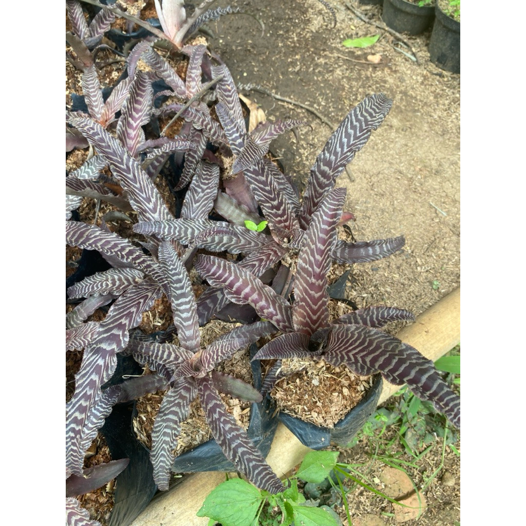 Tanaman Hias Cryptanthus Tokek  Kualitas Terbaik Super Premium