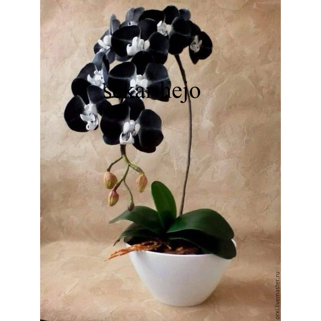 Anggrek bulan jumbo dewasa black white / Bunga Hidup Anggrek Bulan Dewasa Tanaman hias Anggrek Bulan