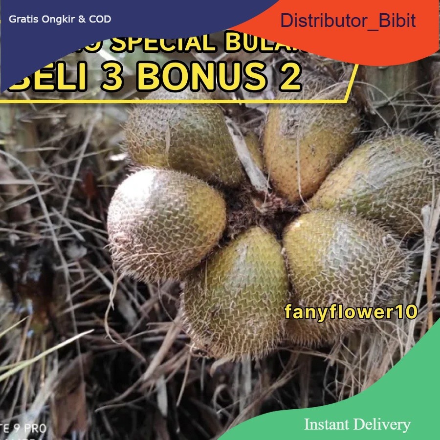 BELI 3 BONUS 2 / SALAK GADING | kwalitas bibit unggul | PLUS BONUS 1 PUPUK GRATIS