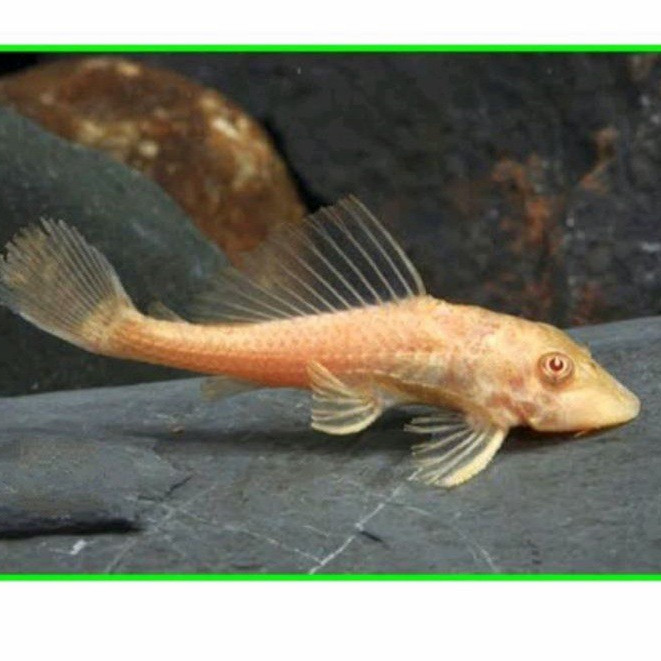 IKAN HIAS SAPU SAPU ( ISI 3 ) COKLAT ALBINO 6-8 CM PEMBERSIH KACA AQUARIUM AQUASCAPE KOLAM