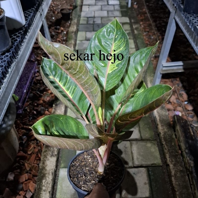 Aglonema Black Moonlight Gerhana Dewasa Jumbo