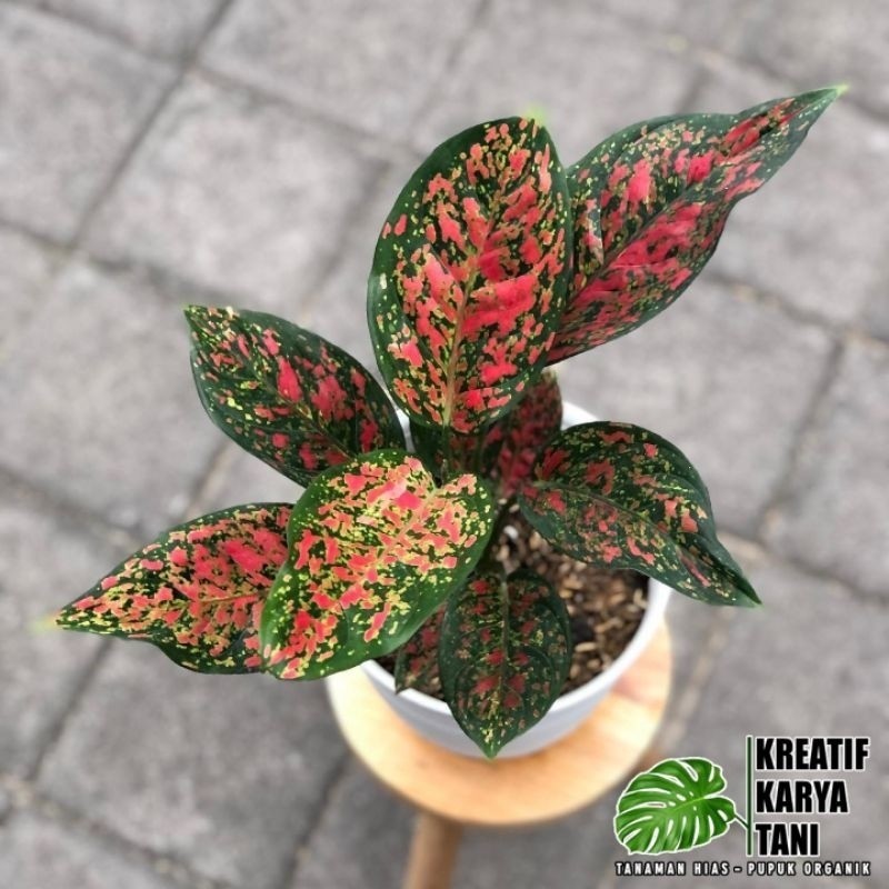 Aglonema Red Venus - Tanaman Hias Aglonema Red Venus