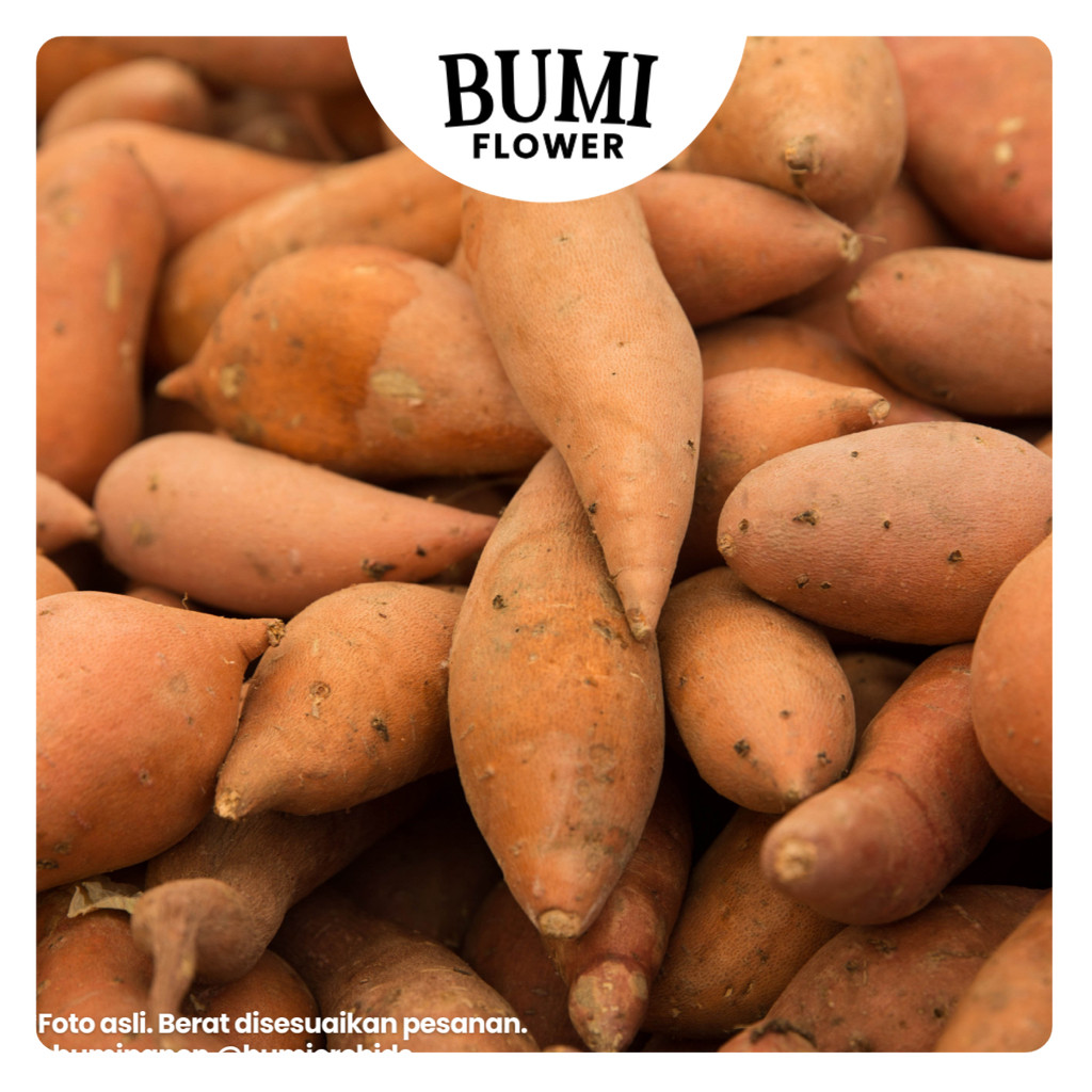 Ubi Orange Manis 1kg - Sweet Potato BUMI PANEN Lezat Harum Telo Mix Ungu Madu Cilembu Ketela Umbi Ta