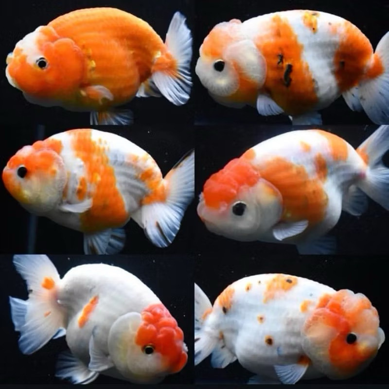 PROMO RANCHU GRADE A RW 7-9 CM