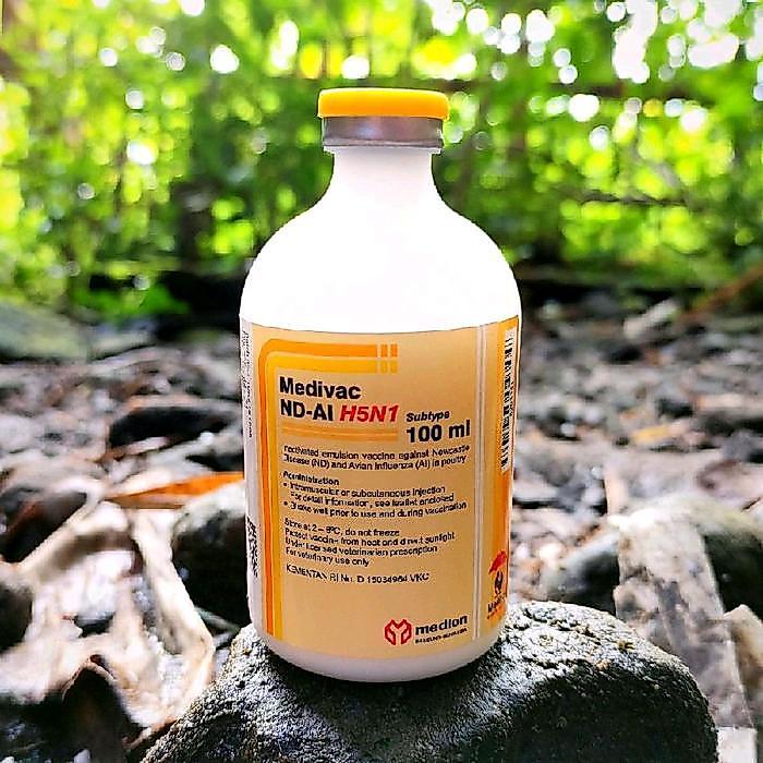 Vaksin Medivac ND AI dosis 100ml Vaksin Ayam Mencegah Flu Burung Tetelo Kepala Memutar Wabah Aratan